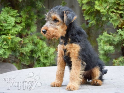 Welsh Terrier puppy