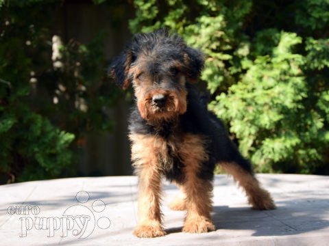 Terrier Galés cachorro en venta