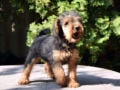 Welsh Terrier puppy for sale
