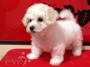 Teacup bichon frise for sale best sale near me