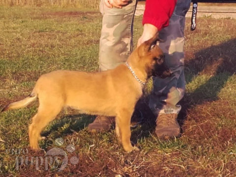 Belgian Malinois puppy