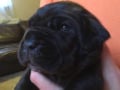 Neapolitan Mastiff puppy for sale