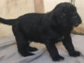 Neapolitan Mastiff puppy
