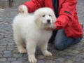 Gran Pirineo puppy