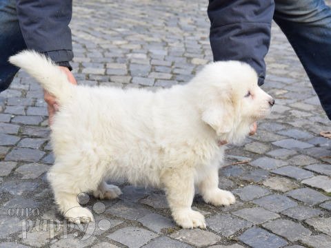 Gran Pirineo cachorro en venta