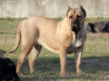 Dogo Canario puppy