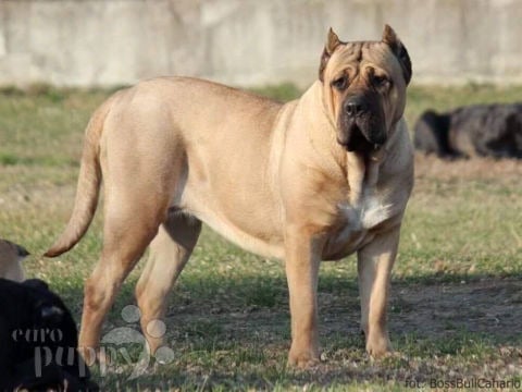 Perro de Presa Canario cachorro en venta