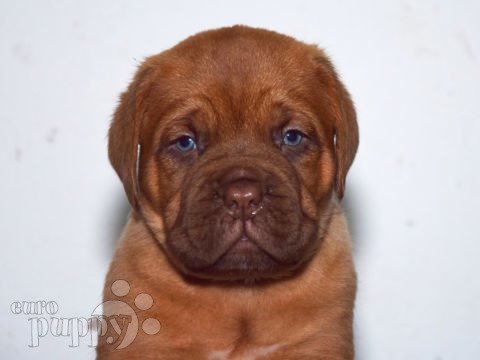 Dogue de Bordeaux welpen kaufen