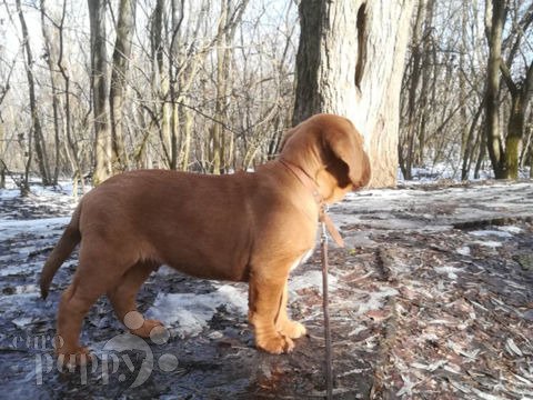 Dogue de Bordeaux welpen kaufen
