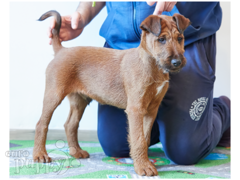 Irish Terrier puppy for sale