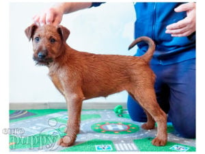 Irish terrier near sales me