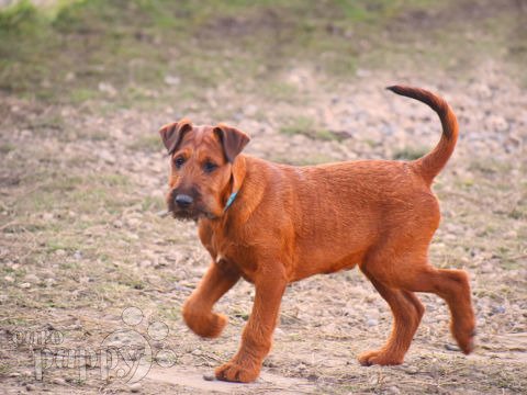 Irish Terrier puppy