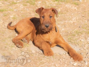 Terrier Irlandés cachorro en venta