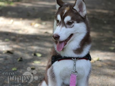 Ocha - Siberian Husky, Euro Puppy Referenzen aus Germany