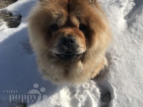 Jasmin - Chow-Chow, Euro Puppy Referenzen aus Finland