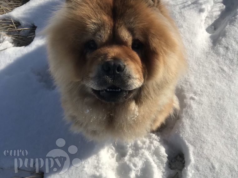 Jasmin - Chow Chow, Euro Puppy review from Finland