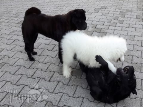 Impreza - Great Pyrenees, Euro Puppy review from Austria