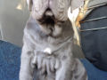Neapolitan Mastiff puppy for sale