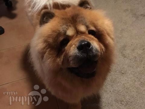 Jasmin - Chow-Chow, Euro Puppy review from Finland