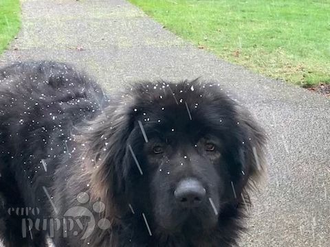 Dred - Caucasian Mountain Dog, Referencias de Euro Puppy desde United States