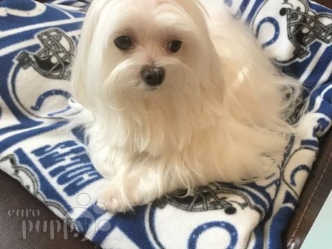 Maddie - Maltese, Euro Puppy review from United States