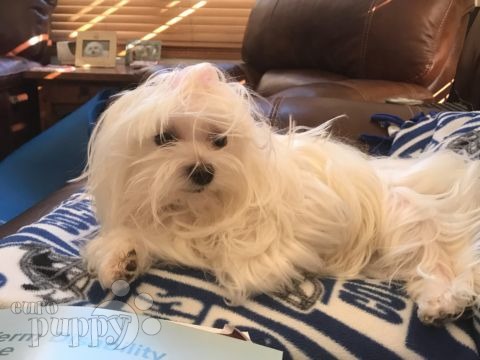 Maddie - Malteser, Euro Puppy review from United States