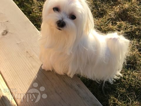 Maddie - Malteser, Euro Puppy Referenzen aus United States