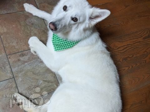 Jack White - White Swiss Shepherd Dog, Euro Puppy review from Germany