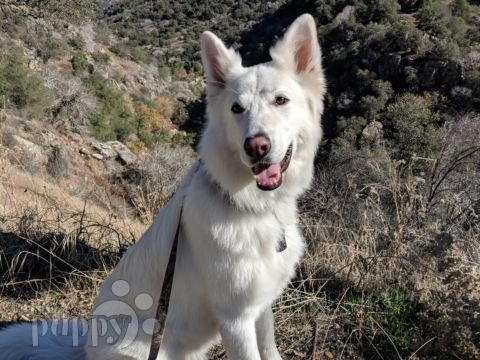 Jack White - White Swiss Shepherd Dog, Euro Puppy review from Germany