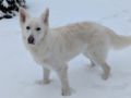 Jack White - Berger Blanc Suisse, Euro Puppy review from Germany