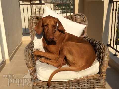 Finley - Vizsla, Referencias de Euro Puppy desde United Arab Emirates