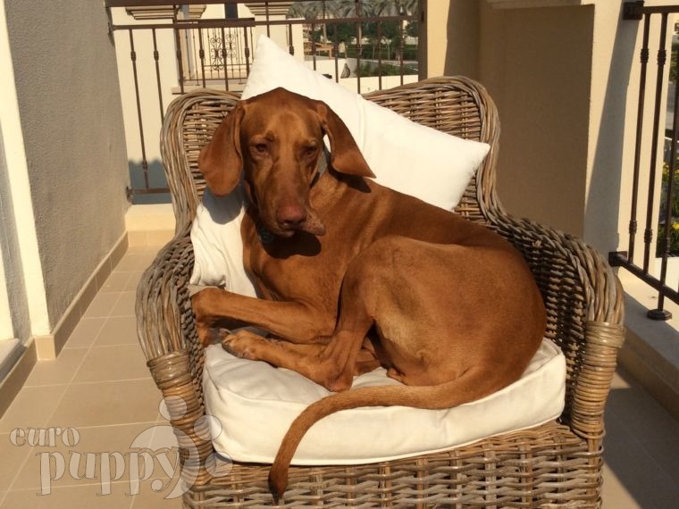 Finley - Vizsla, Euro Puppy review from United Arab Emirates