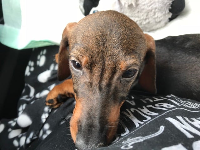 George - Dachshund, Euro Puppy review from Spain