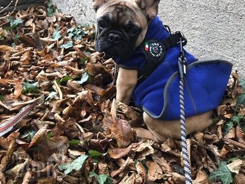 Norton - Bulldog Francés, Euro Puppy review from Switzerland