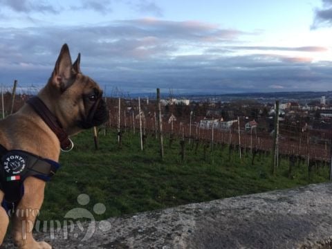 Norton - French Bulldog, Euro Puppy review from Switzerland