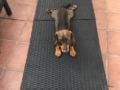 George - Dachshund, Euro Puppy review from Spain