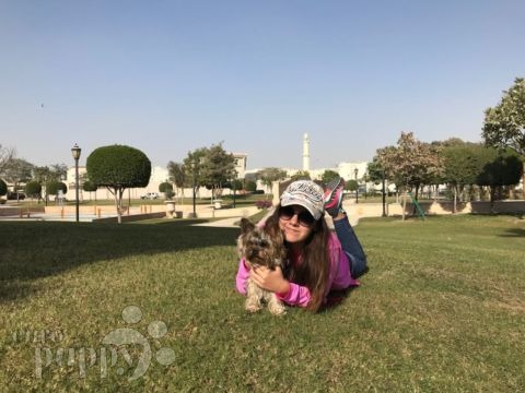 Gracie - Yorkshire Terrier, Euro Puppy review from Qatar
