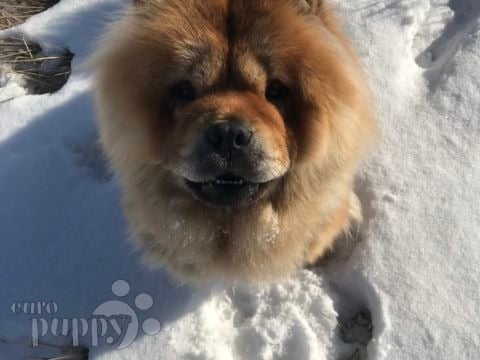 Jasmin - Chow-Chow, Euro Puppy review from Finland