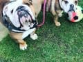 Bullseye - Englische Bulldogge, Euro Puppy review from Germany