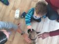 Norton - French Bulldog, Euro Puppy review from Switzerland