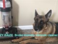 Izzy - German Shepherd Dog, Euro Puppy review from Italy