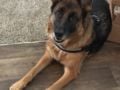 Izzy - Deutscher Schäferhund, Euro Puppy review from Italy
