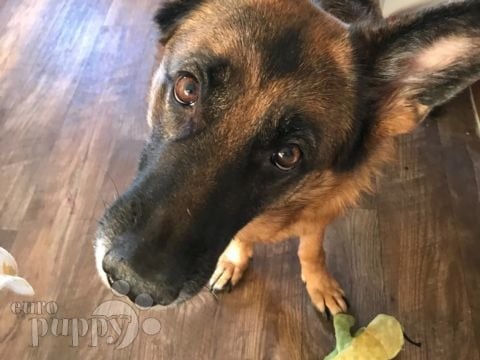 Izzy - German Shepherd Dog, Euro Puppy review from Italy