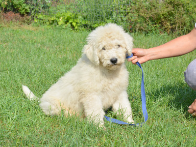 Blue - Komondor, Euro Puppy review from United States