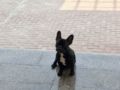 Tonka - Französische Bulldogge, Euro Puppy Referenzen aus United Arab Emirates