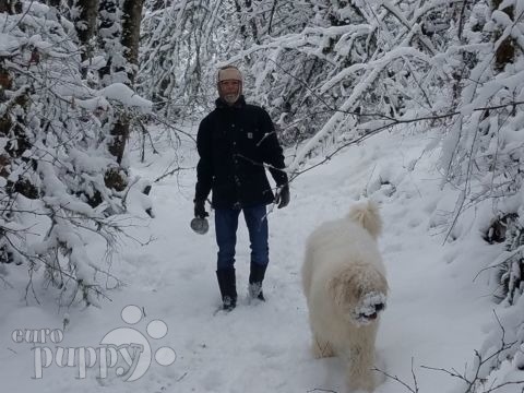 Blue - Komondor, Euro Puppy Referenzen aus United States