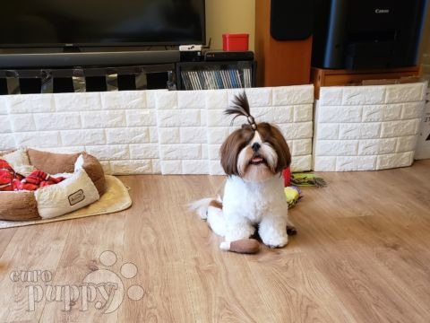 Diorossimo - Shih Tzu, Euro Puppy Referenzen aus Hong Kong