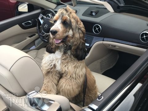 Bugsey - Englischer Cocker Spaniel, Euro Puppy Referenzen aus United States