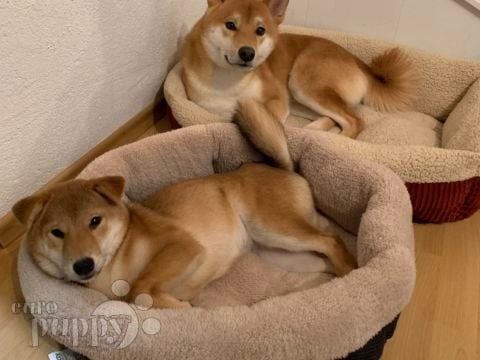Narimi - Shiba Inu, Euro Puppy review from Germany