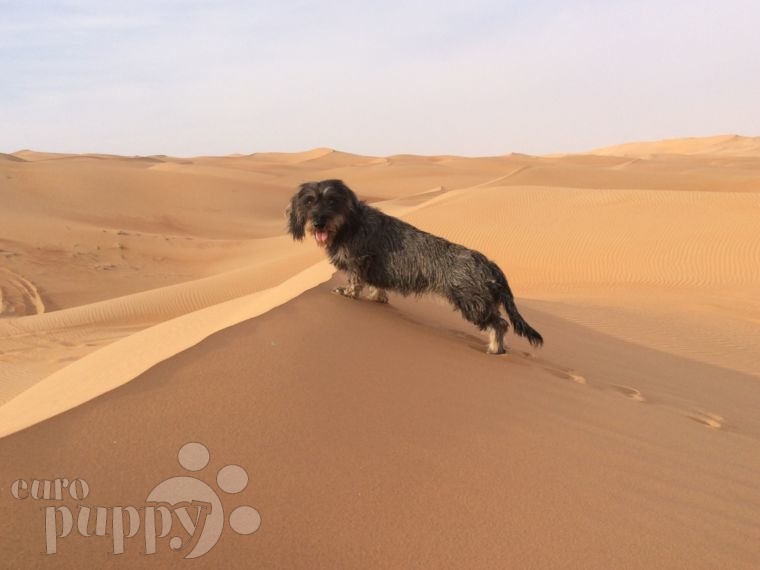 Ottie - Dackel, Euro Puppy review from United Arab Emirates